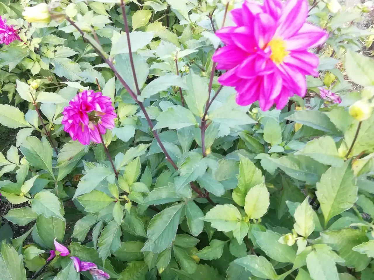 Billede 3 - Seneste plantedato: Gorgine Dahlia 5. juni 2026.