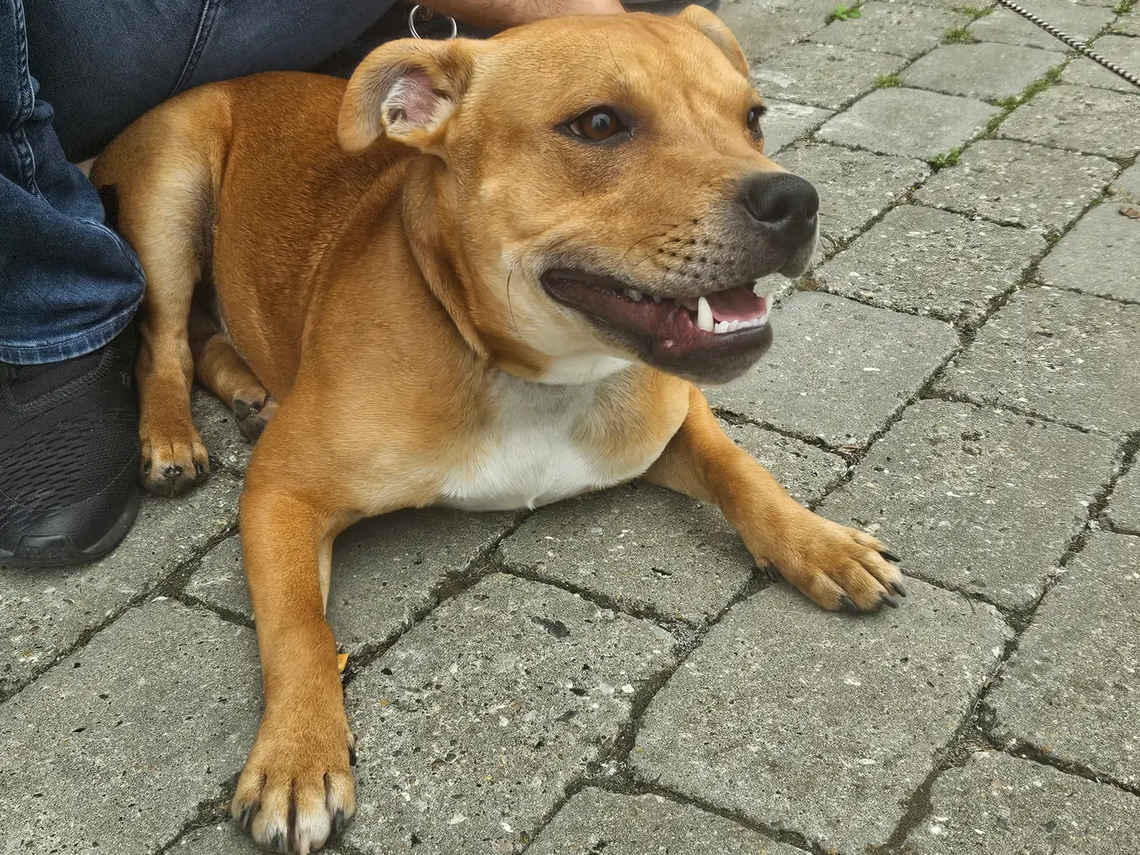 Billede 3 - Engelsk staffordshire bull terrier