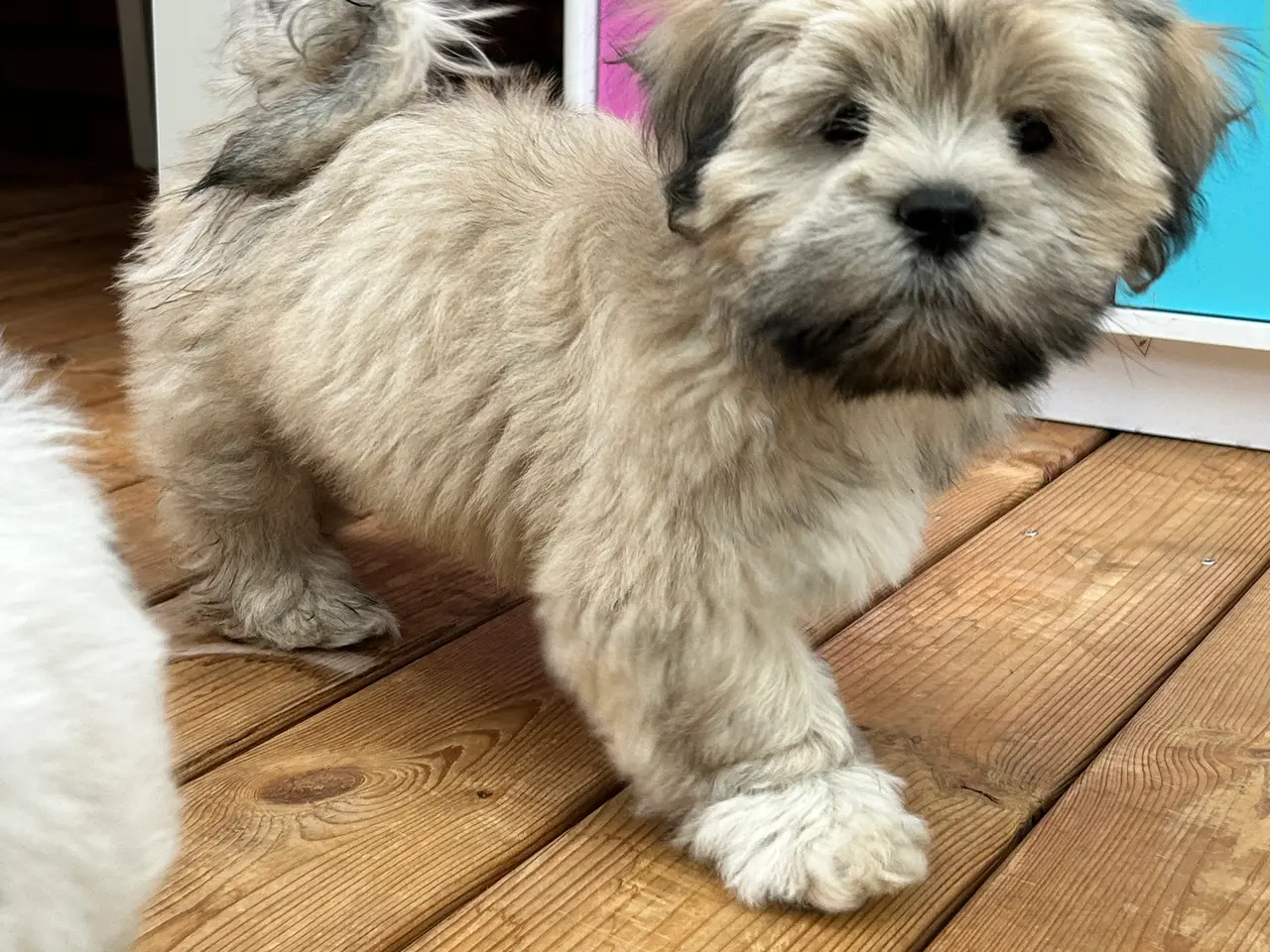 Billede 10 - 3 Lhasa Apso hvalpe, drenge
