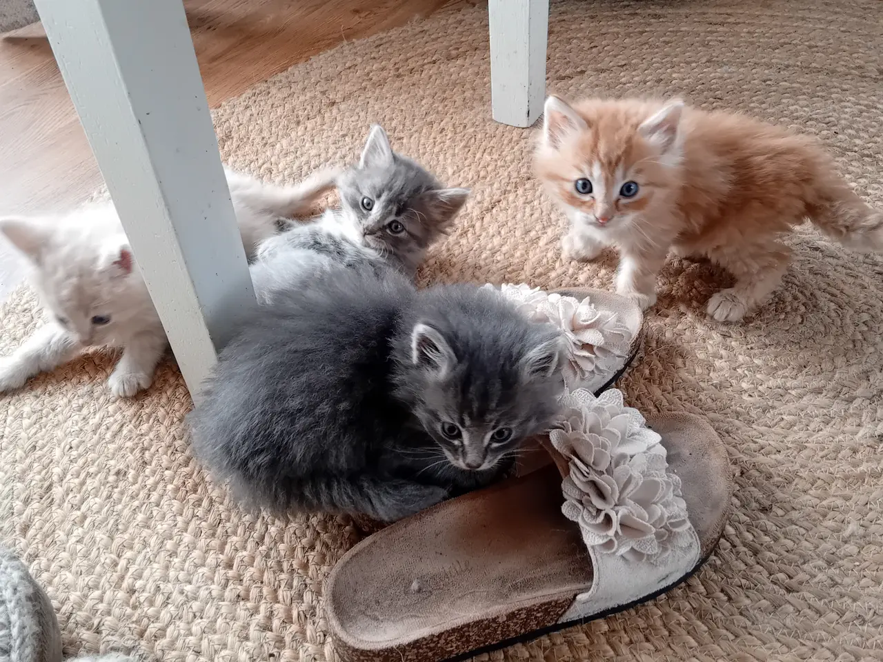 Billede 2 - Maincoon/Norsk skovkat killinger