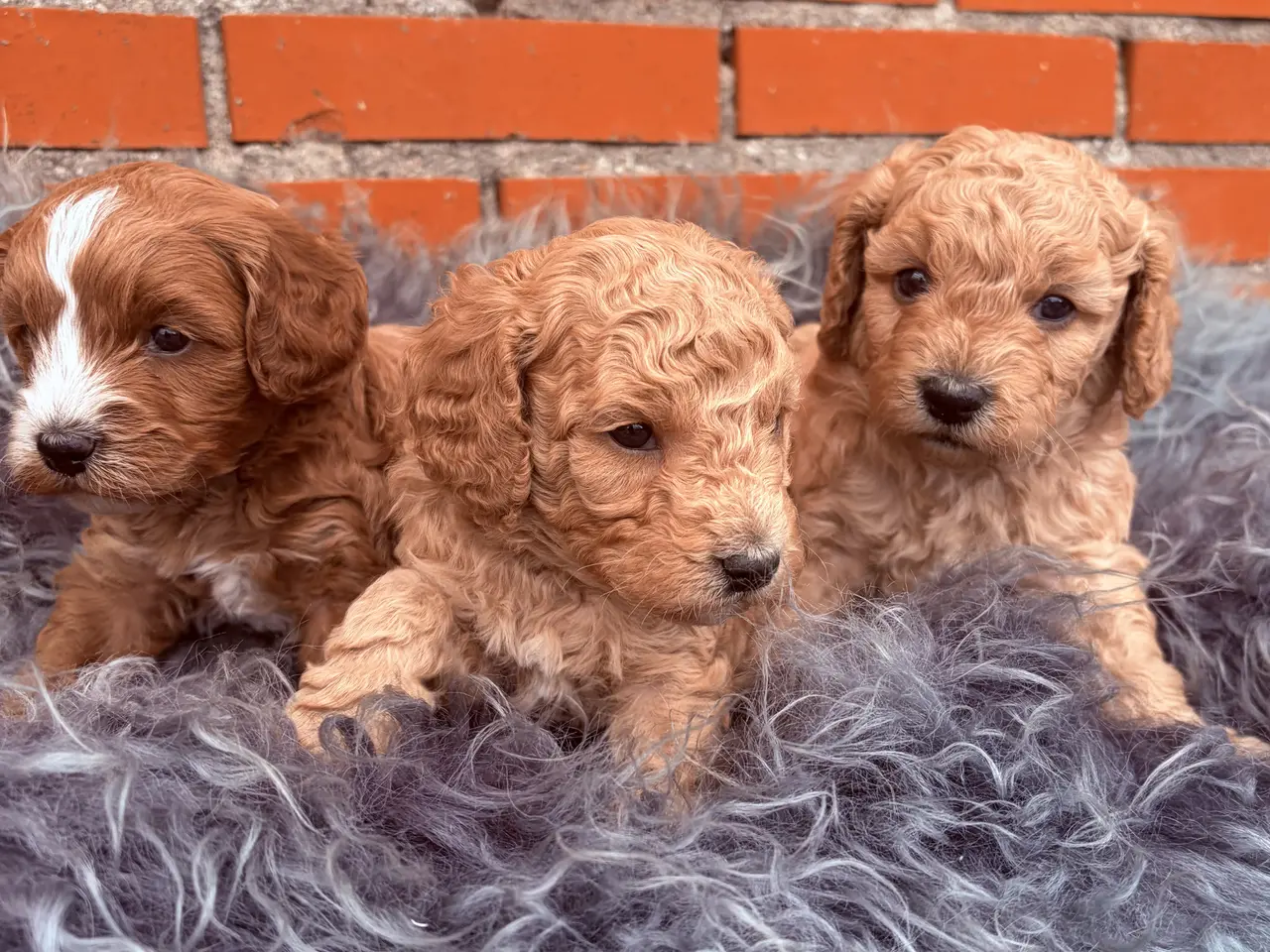 Billede 6 - 3 smukke Cavapoo drenge