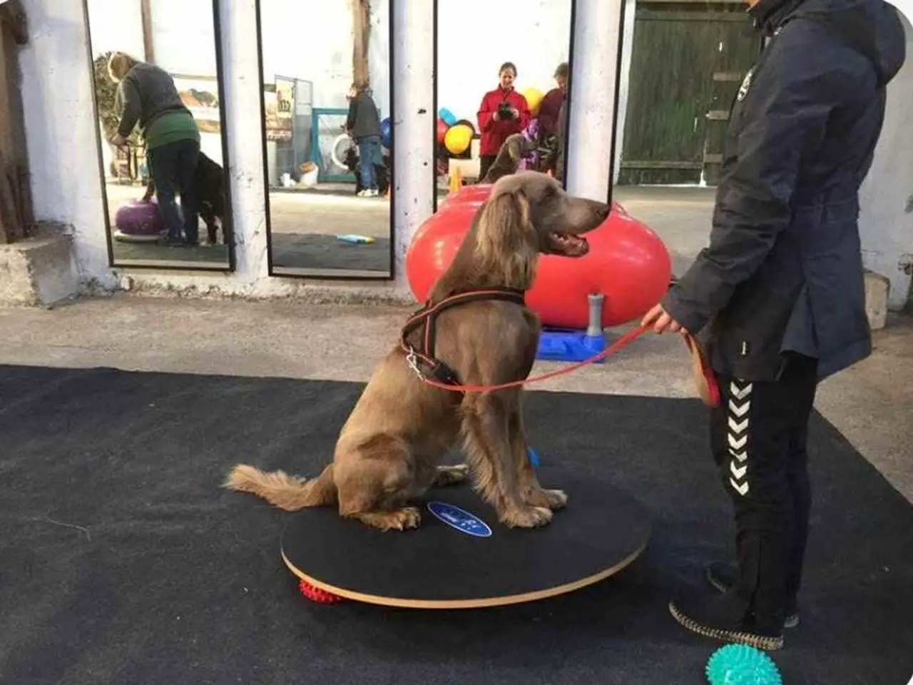 Billede 8 - Langhåret Weimaraner hvalpe