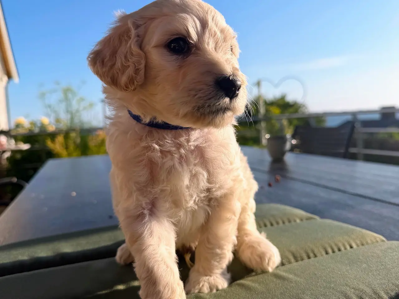 Billede 7 - Skønne Multigen Labradoodle hvalpe sælges