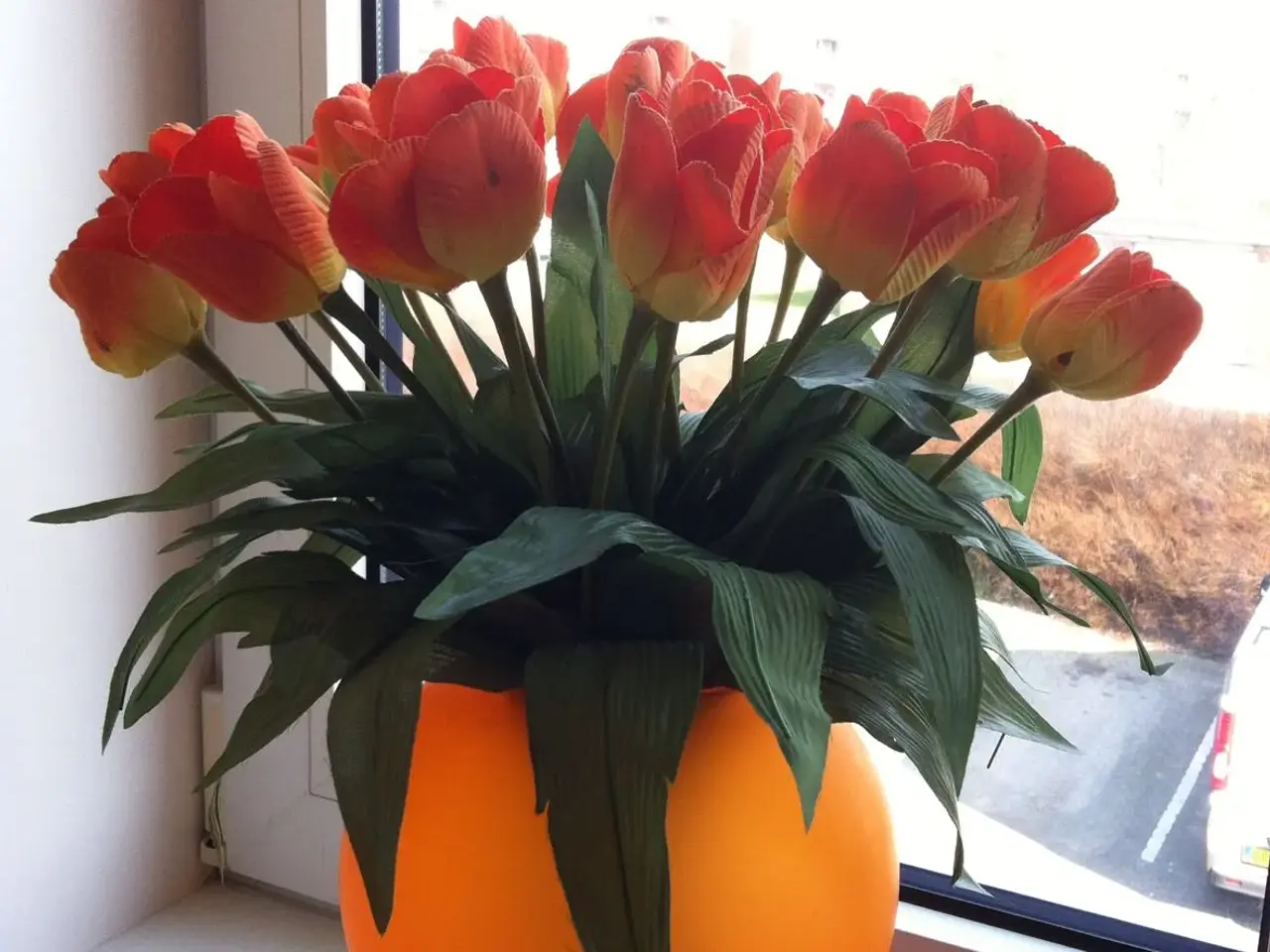 Billede 1 - Orange tulipaner til salg