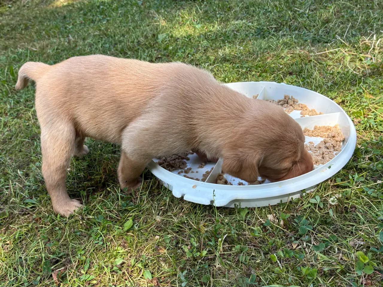 Billede 4 - Labrador F1 foxrøde hvalpe sælges