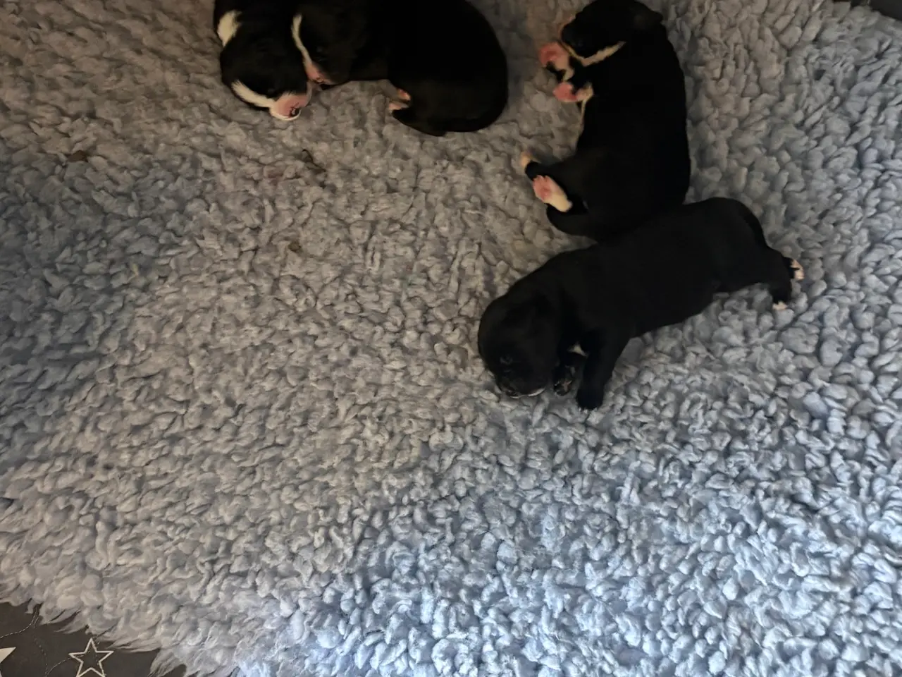 Billede 17 - Labrador/berner sennen blanding
