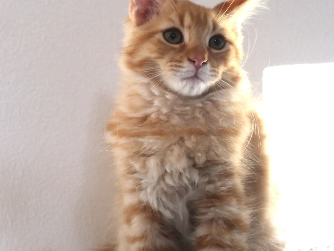 Billede 9 - 🧡 Hun bringer lidt ekstra varme med sig 🌸