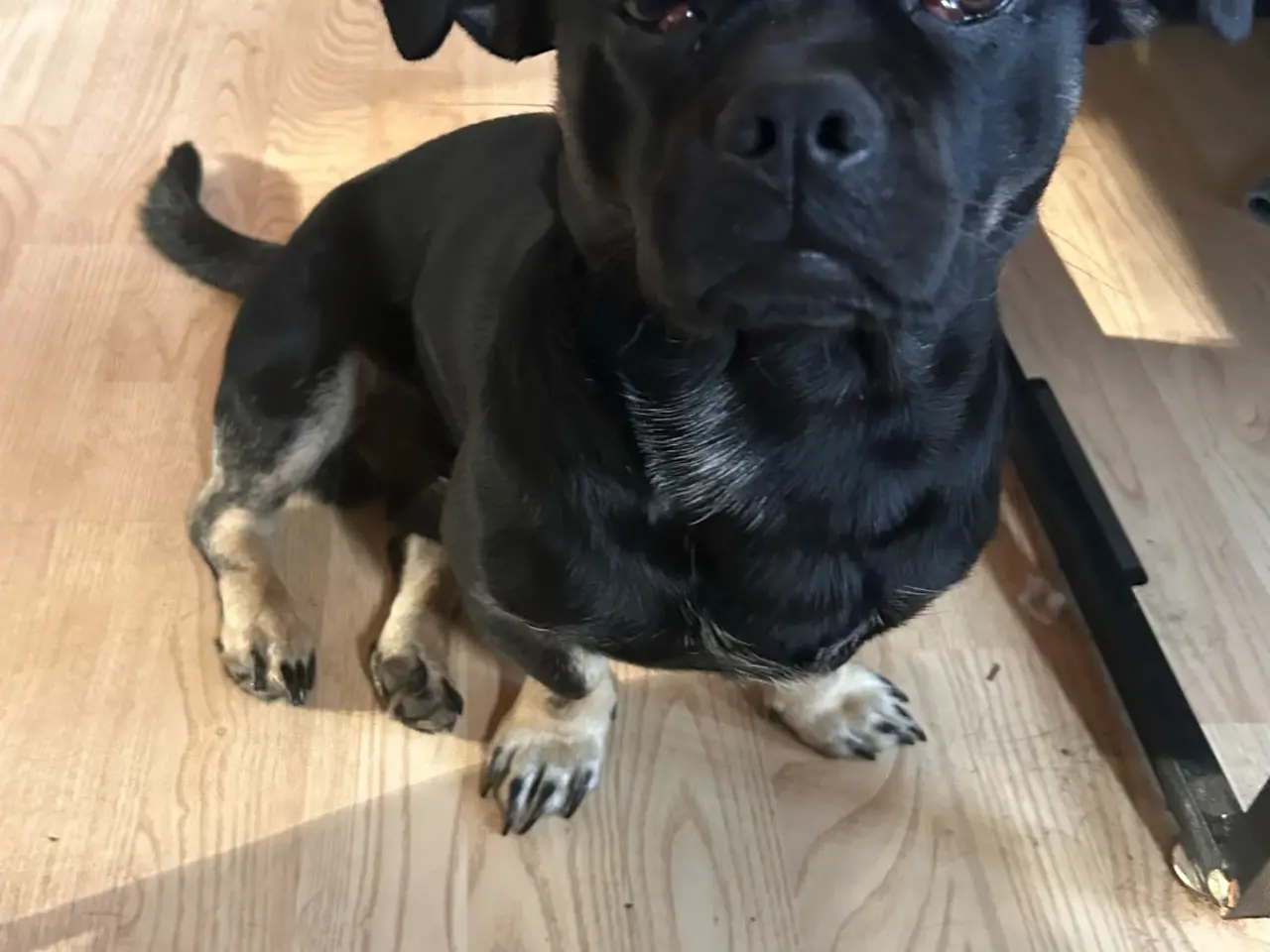 Billede 1 - Dejlig lille blandings han hund