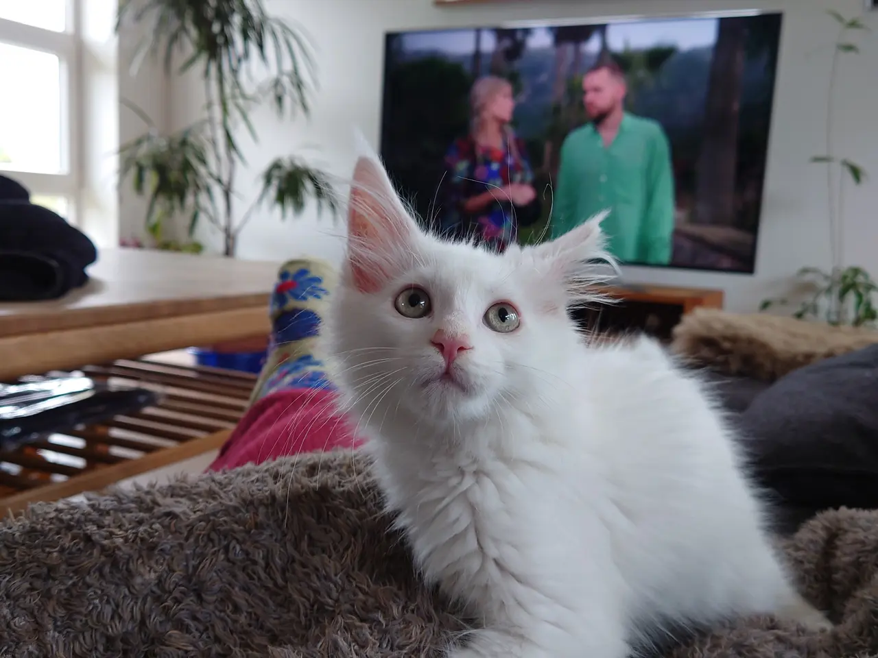 Billede 5 - Smukke Maine coon far med tavle