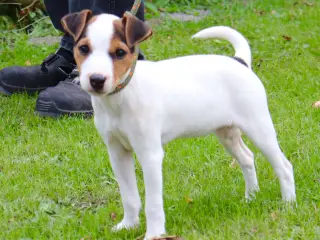 Jack Russell tævehvalp 