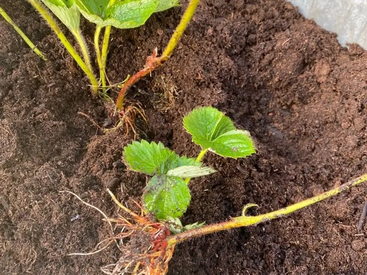 Billede 2 - Jordbær planter