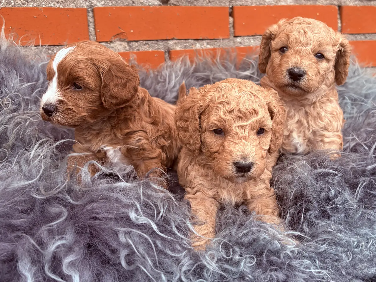 Billede 9 - 3 smukke Cavapoo drenge
