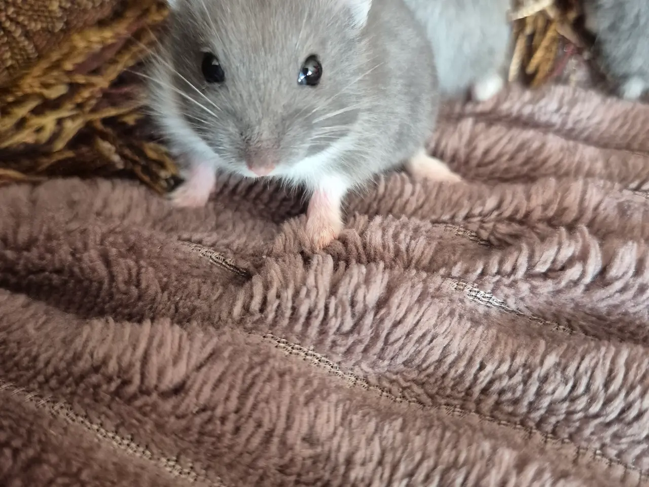 Billede 2 - Blå dværgehamster