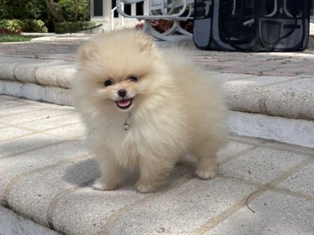 Billede 1 - SØGER POMERANIAN