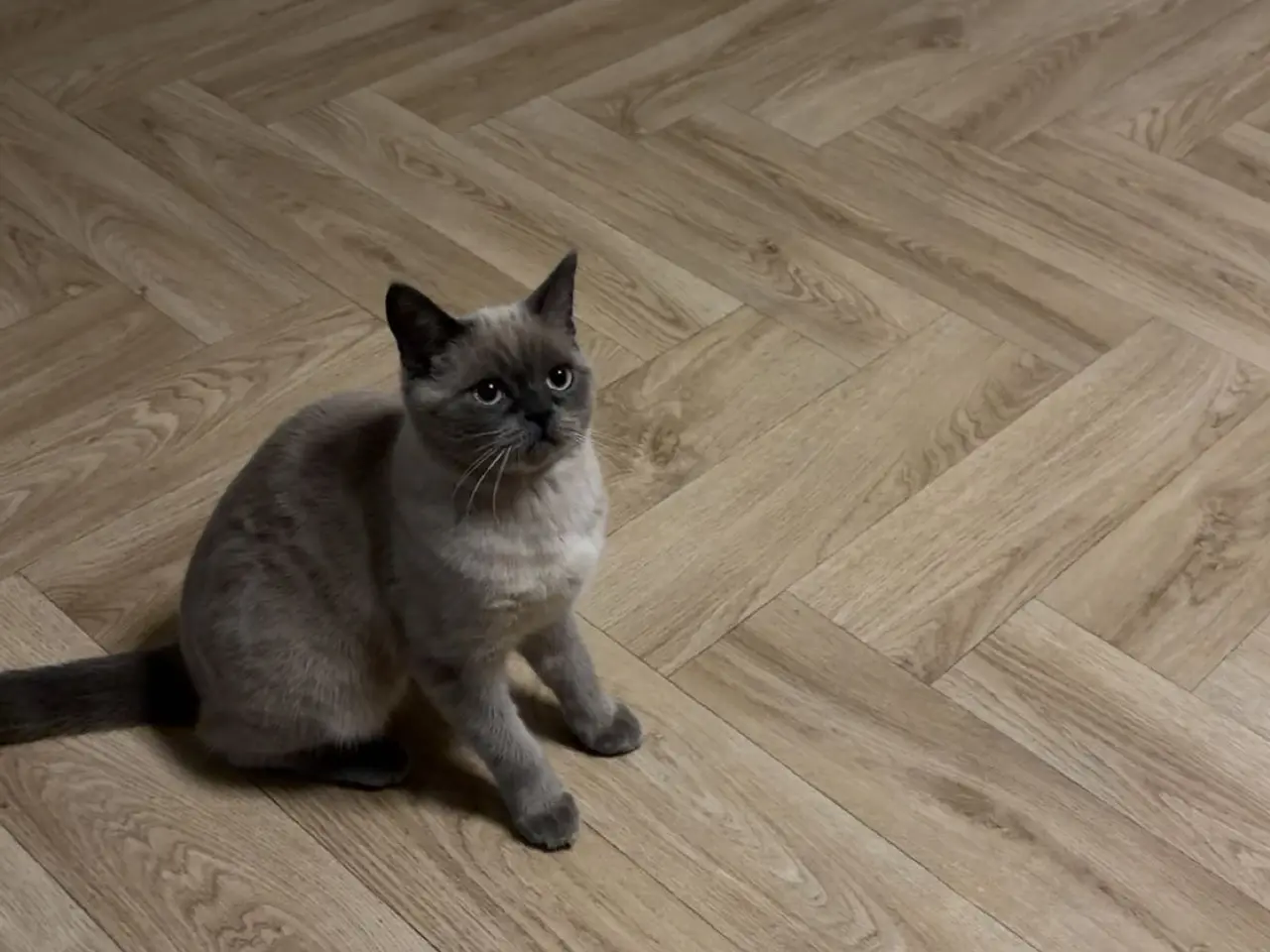 Billede 3 - British shorthair