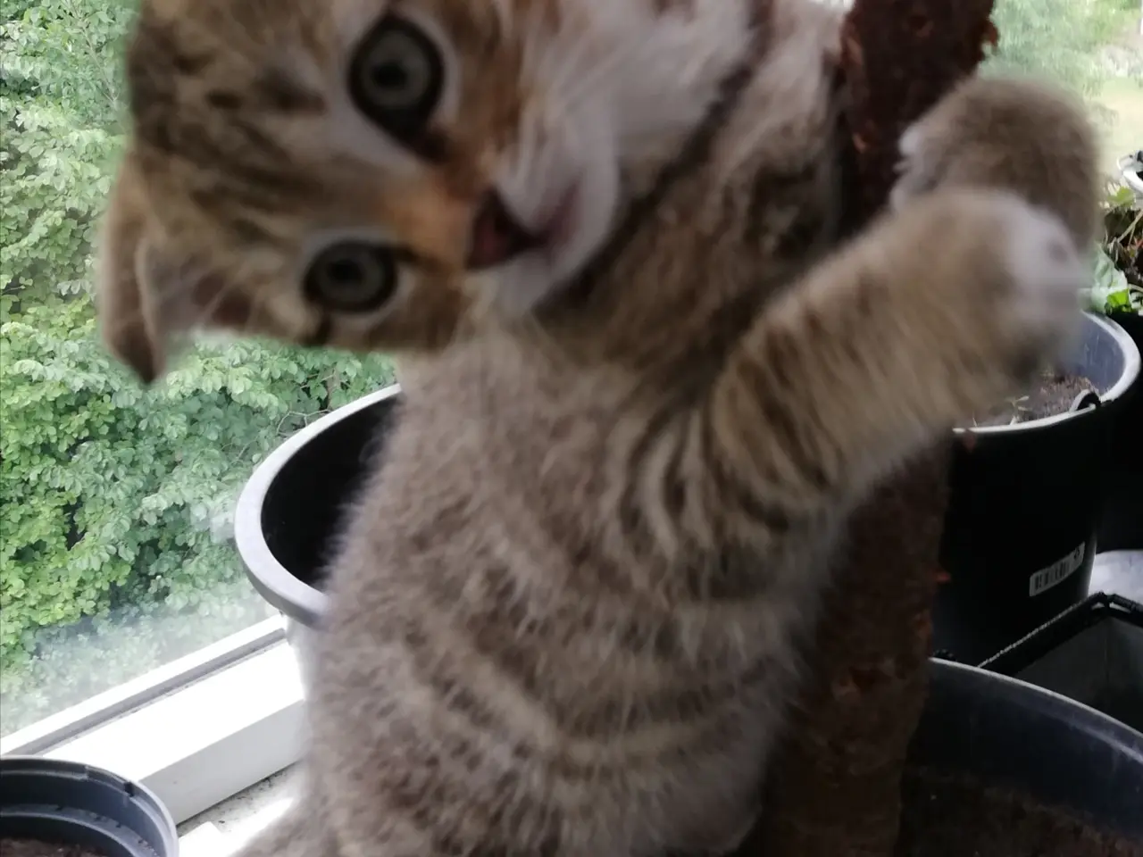 Billede 4 - Tiger – charmerende Scottish Fold han søger kærlig