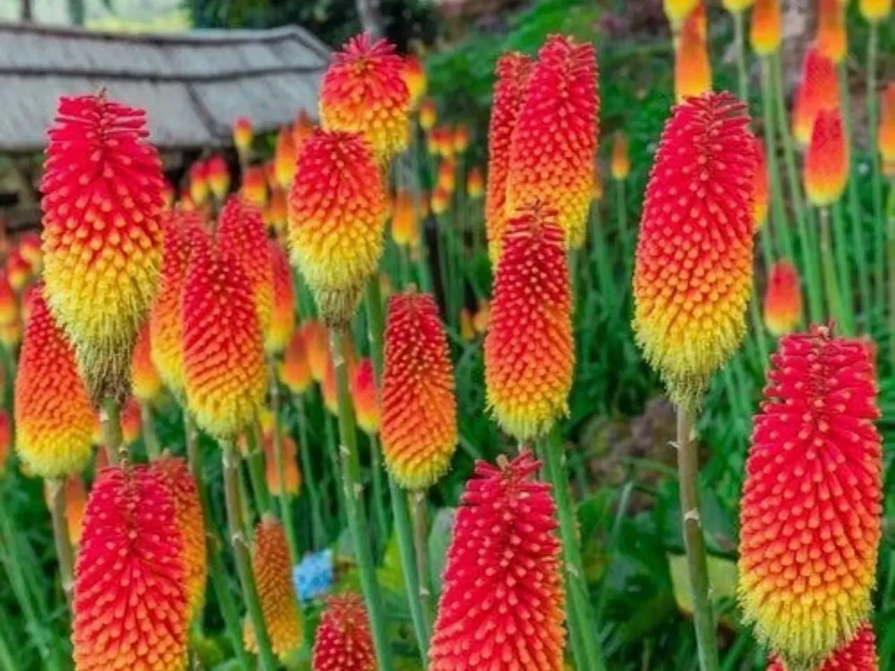 Billede 7 - Eksotiske frø af de smukkeste planter