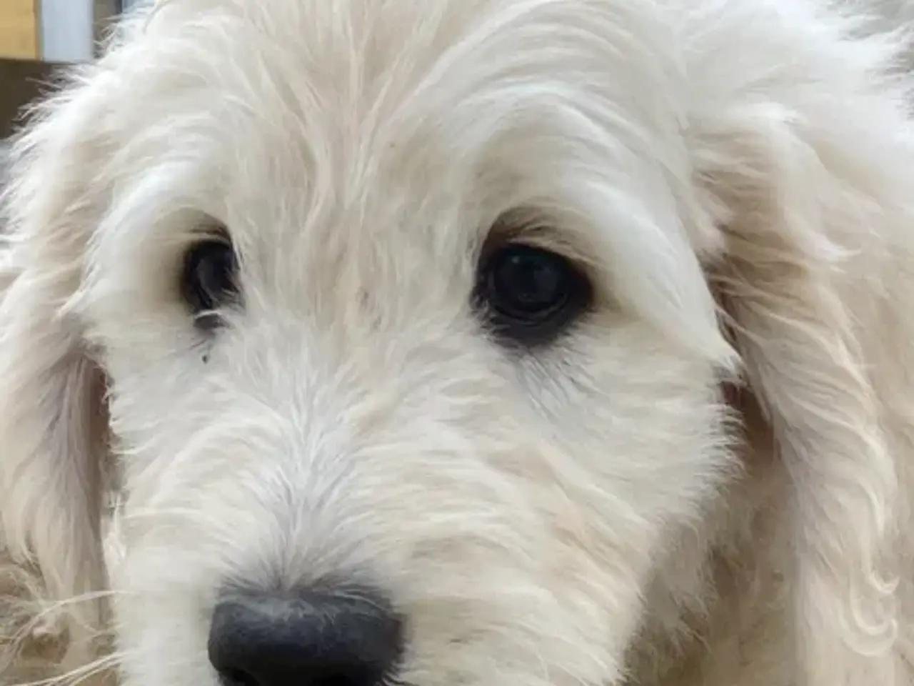 Billede 1 - Golden DOODLE - 3 drenge-hvalpe