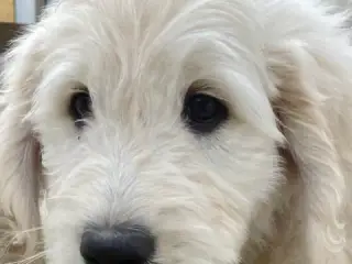 Golden DOODLE - 3 drenge-hvalpe