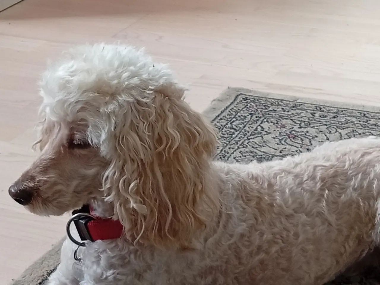 Billede 2 - Puddel hund, voksen. Renlig, familiehund