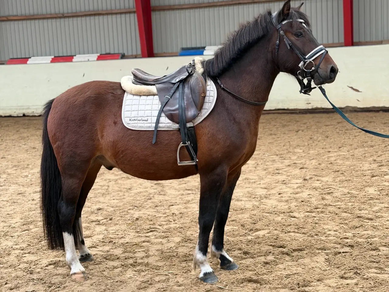 Billede 1 - Dejlig 3 års pony