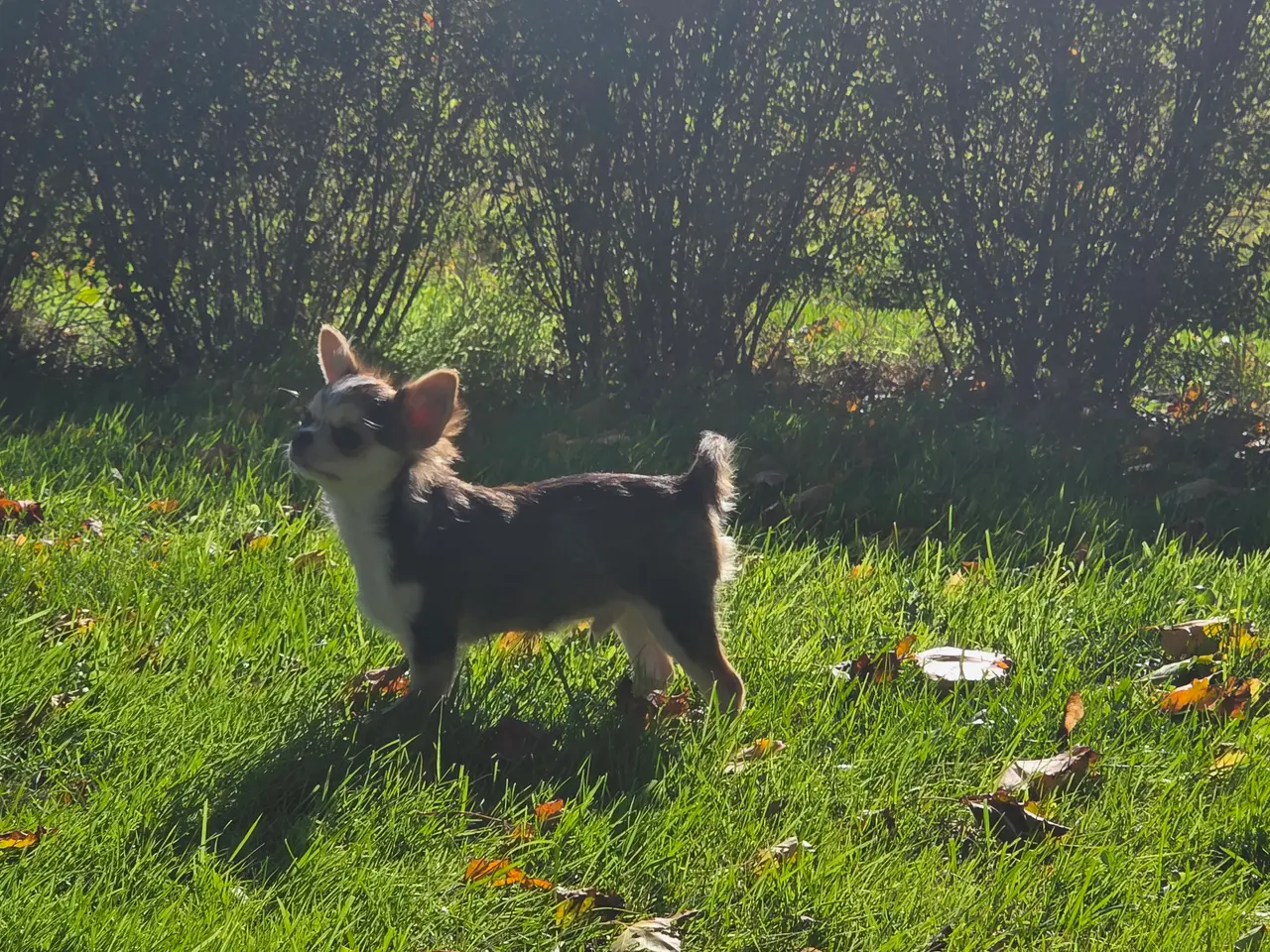 Billede 5 - Langhåret husky-chihuahua. Hun og han.