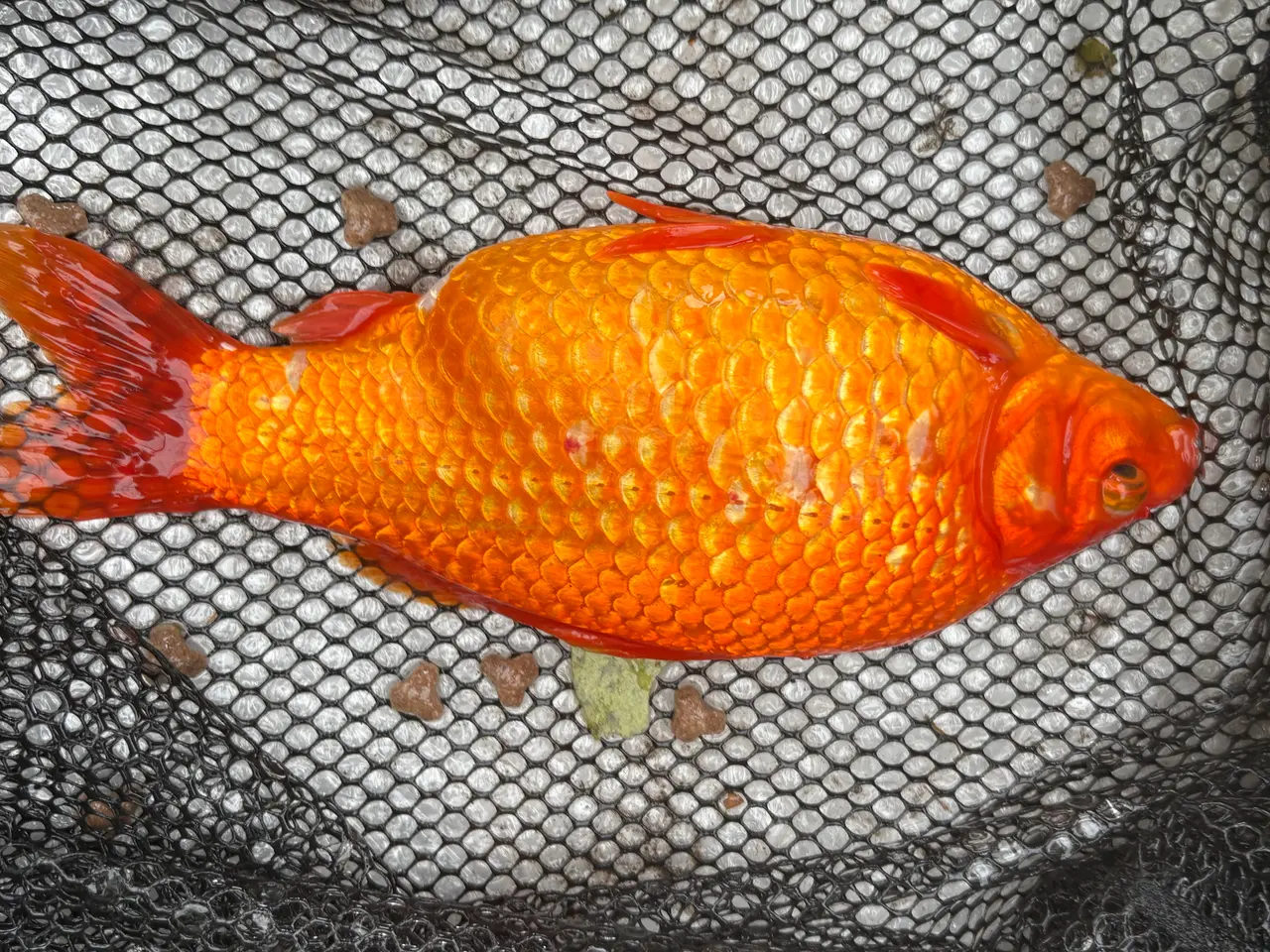 Billede 7 - Fisk / guldfisk 