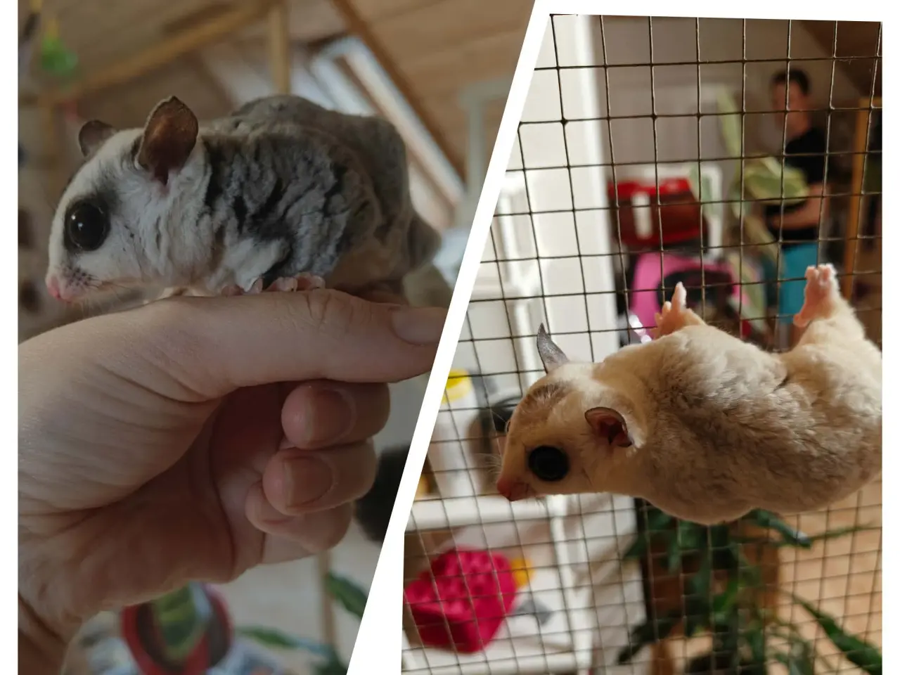 Billede 1 - Sugar Glider søger nye hjem