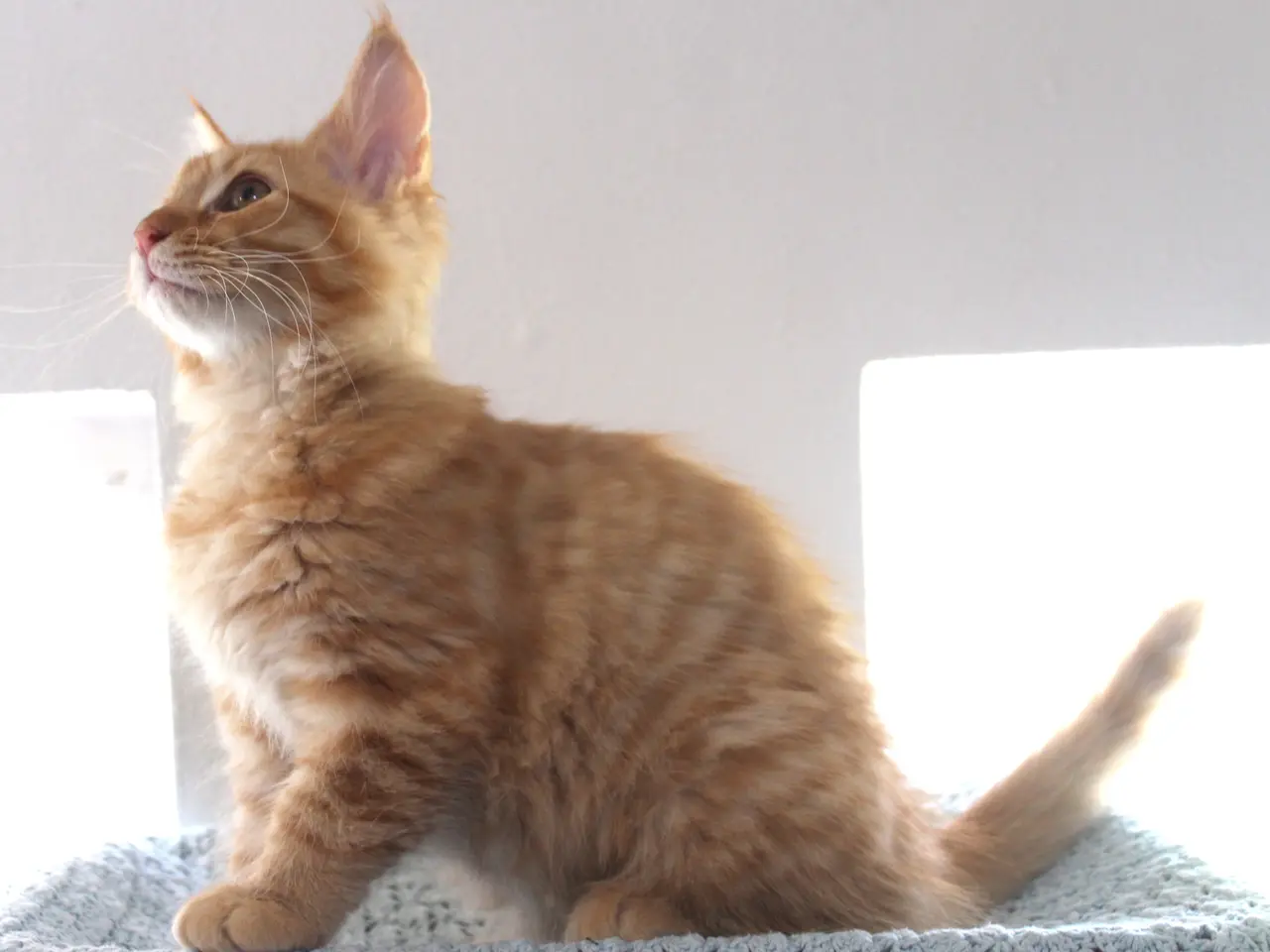 Billede 12 - 🧡 Hun bringer lidt ekstra varme med sig 🌸