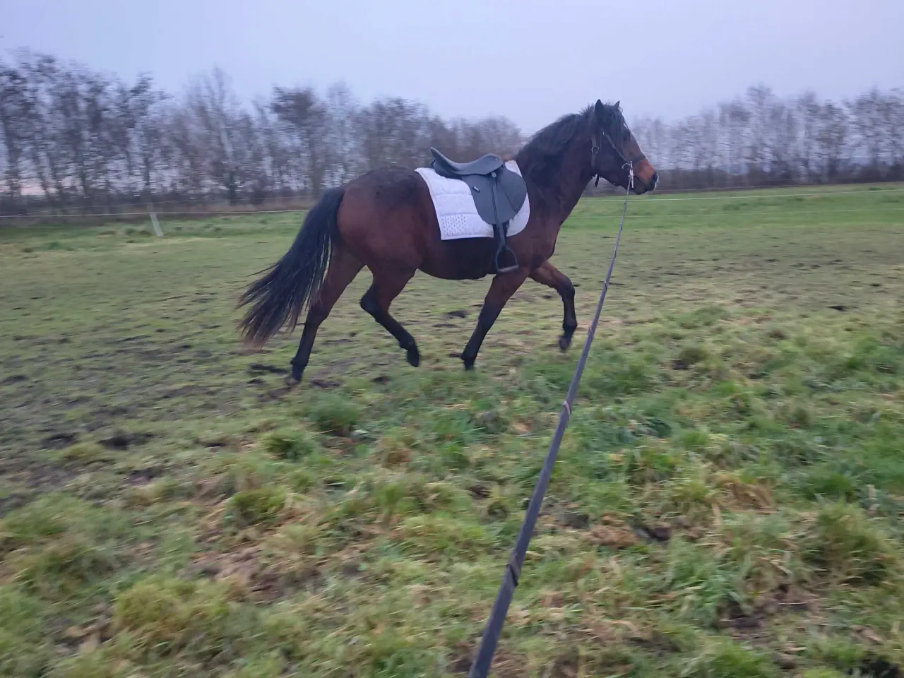 Billede 6 - New Forest vallak 