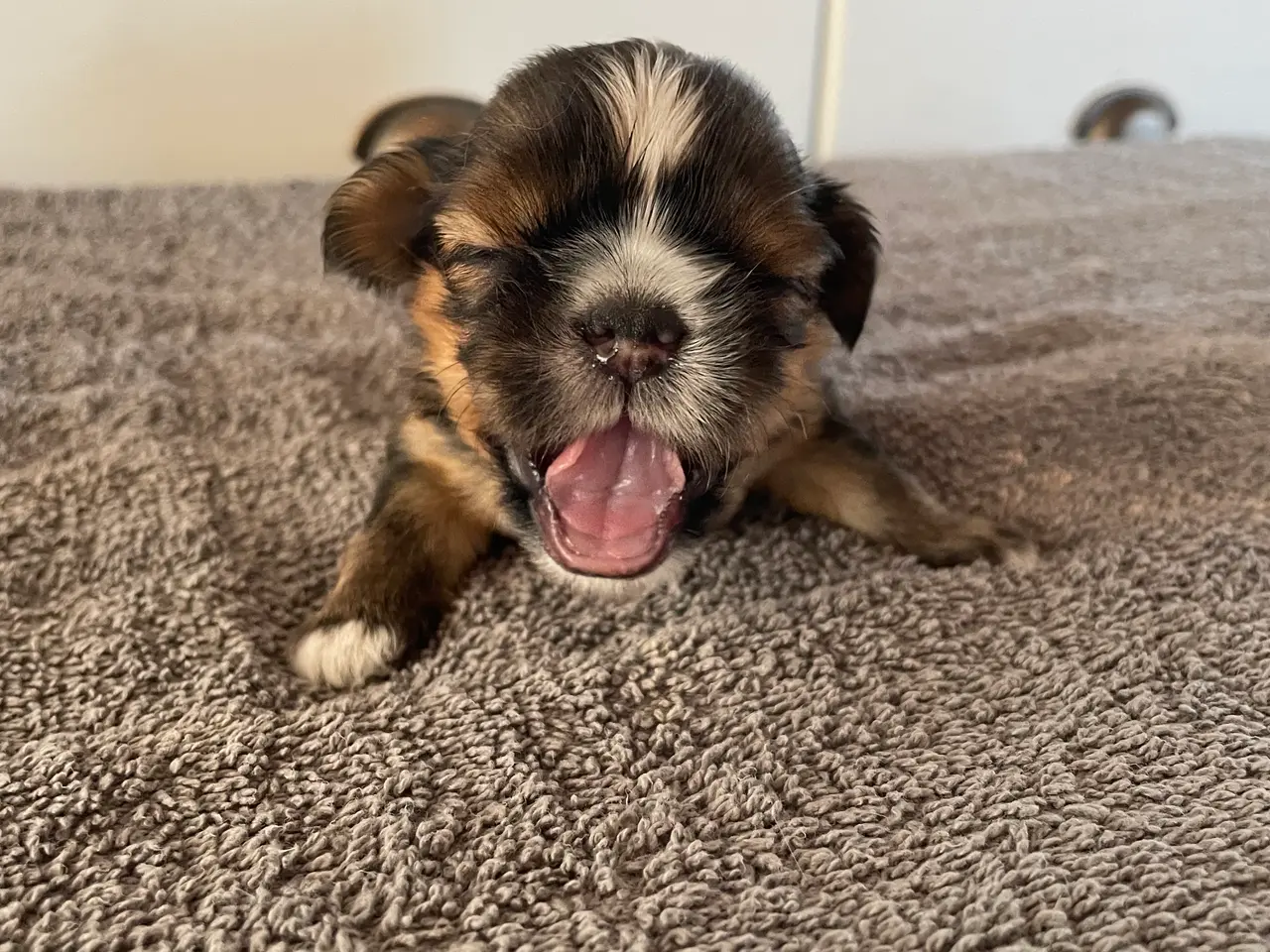 Billede 5 - Shih Tzu/ cavalier blanding 🌸