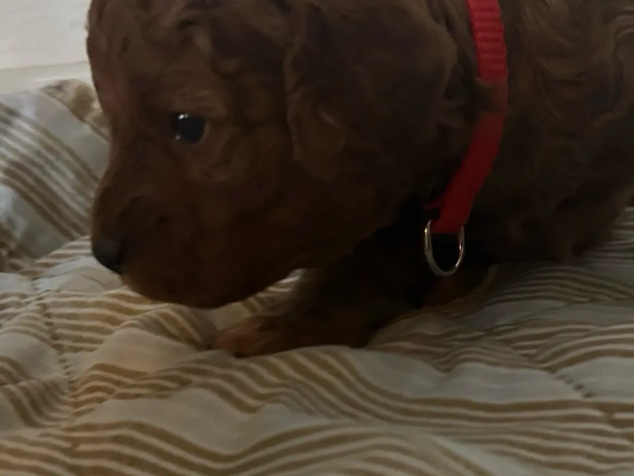 Billede 5 - Cockapoo hvalpe sælges 3 uger 🧸🐶🌸