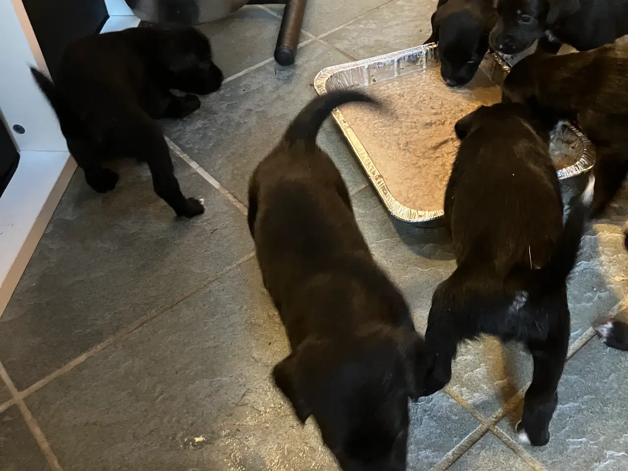 Billede 1 - Schæfer/ springer spaniel blanding 4 uger gamle