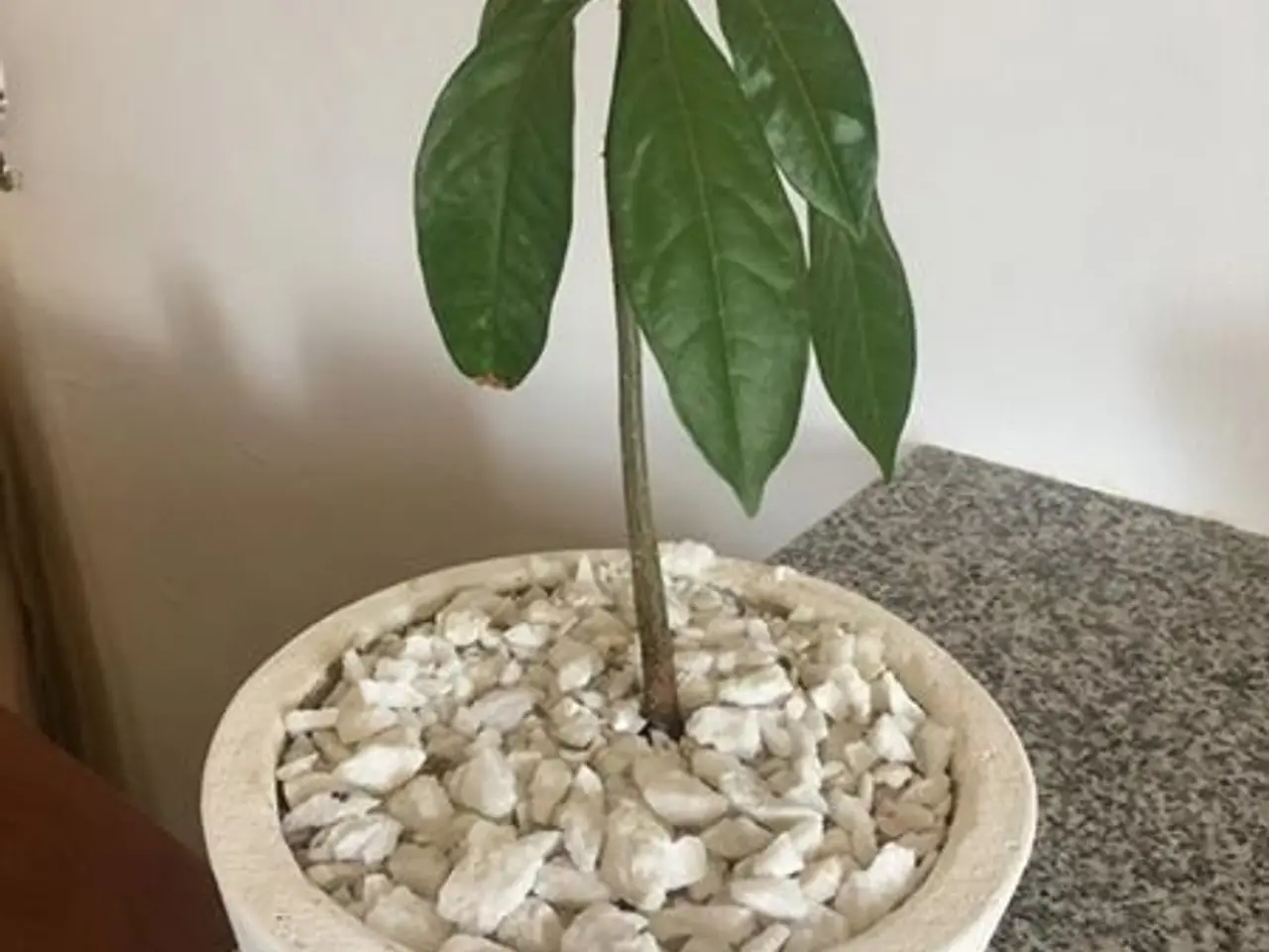 Billede 8 - 4-6 stk. Baobab-plante til salg (Bonsai)