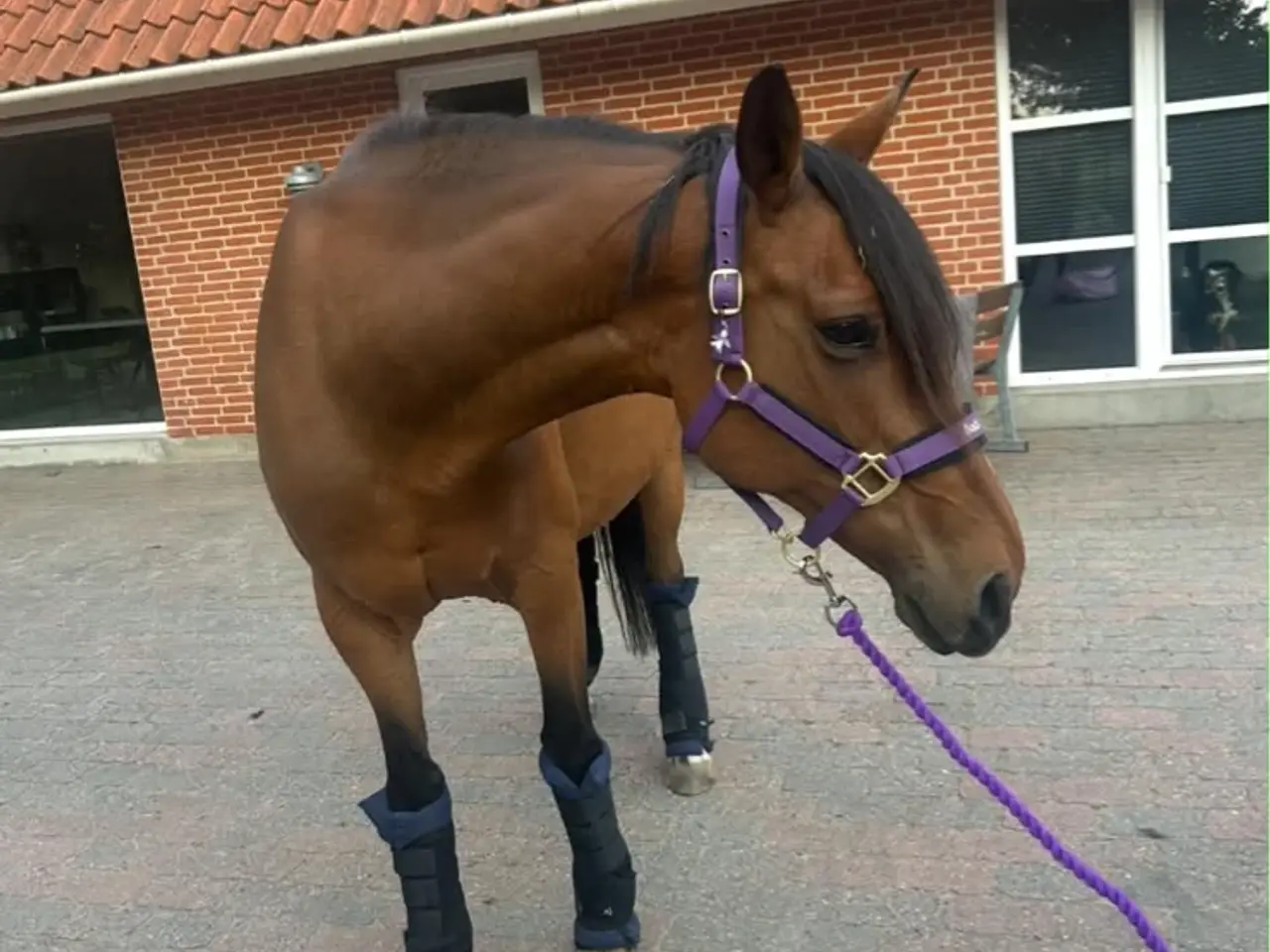 Billede 5 - Malou søger sit nye kærlige hjem.
