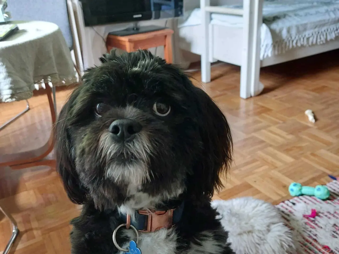 Billede 2 - Avl. Lhasa apso han til avl