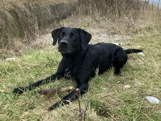 Labrador formel 1 udbydes til avl