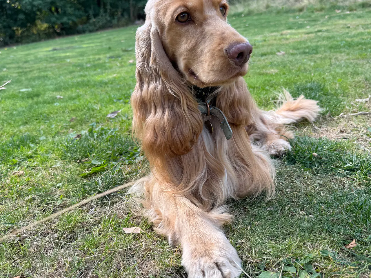 Billede 4 - Engelsk cockerspaniel hanhund tilbydes til avl