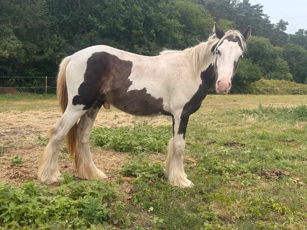 Billede 3 - Irish cob halvbrødre