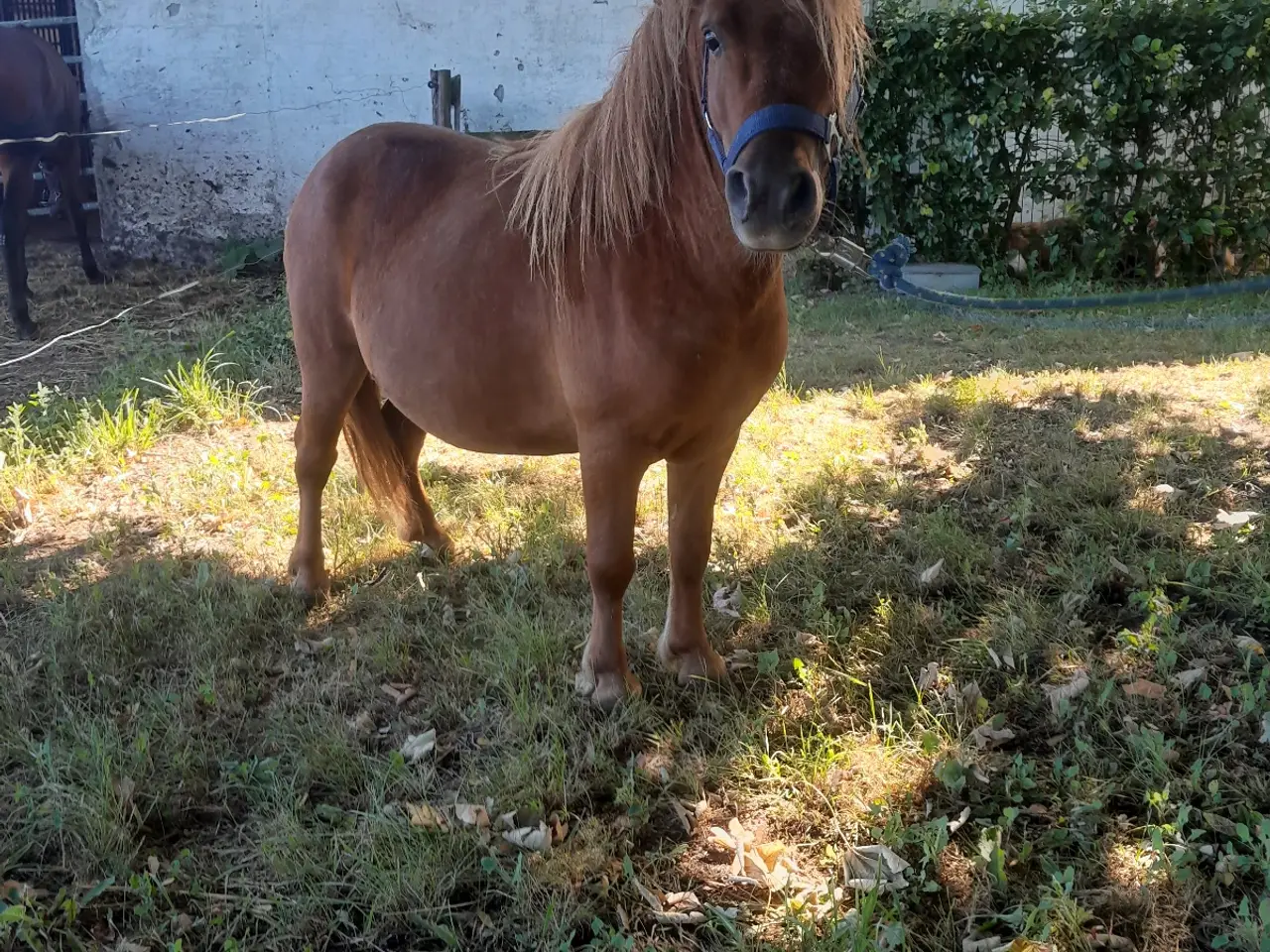 Billede 2 - Shetlænder vallak 3 år 90 cm I stg