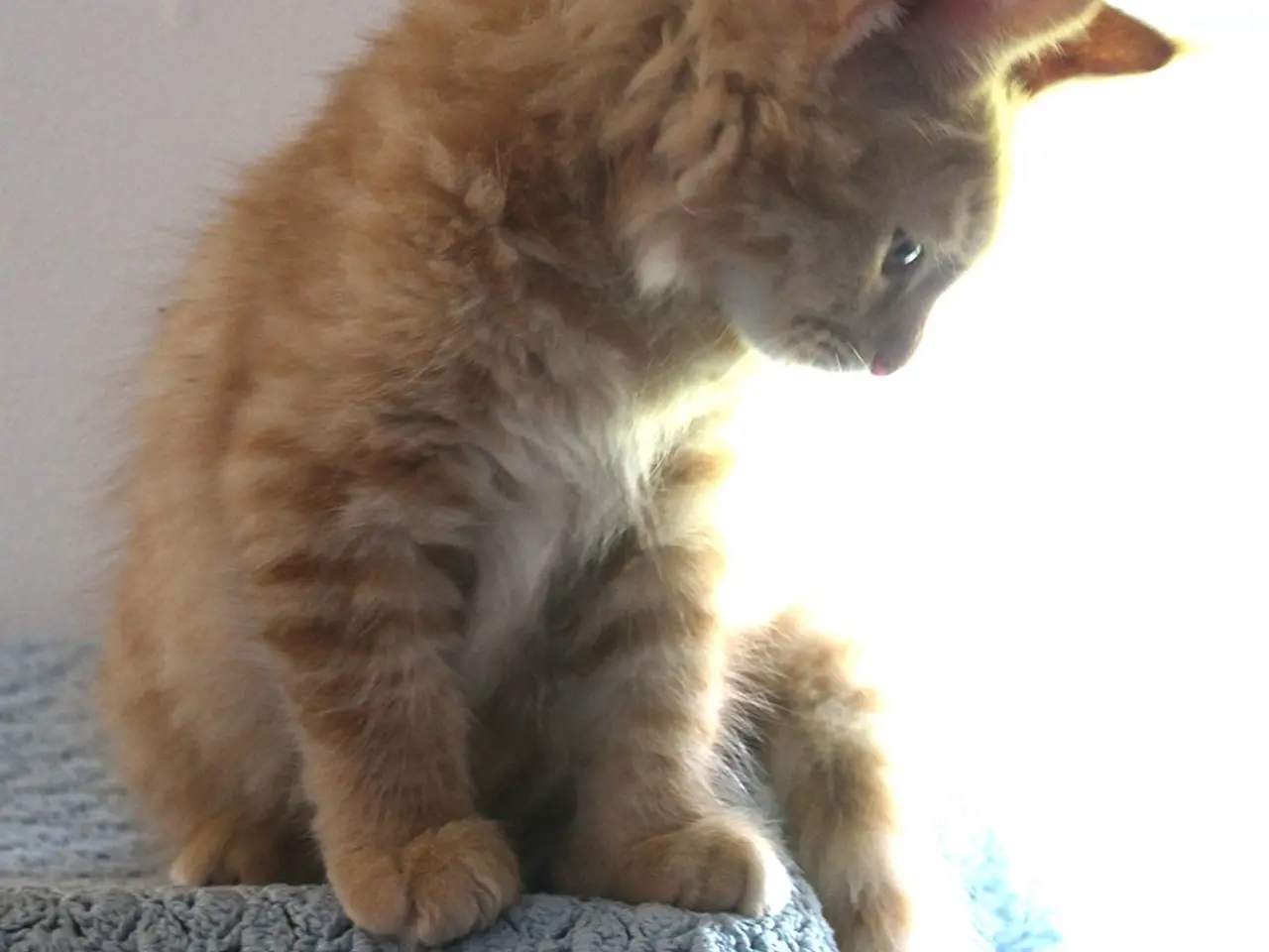 Billede 11 - 🧡 Hun bringer lidt ekstra varme med sig 🌸