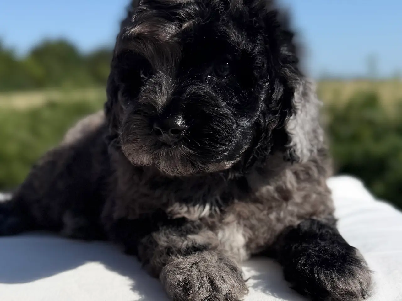 Billede 4 - amerikansk cockapoo dreng