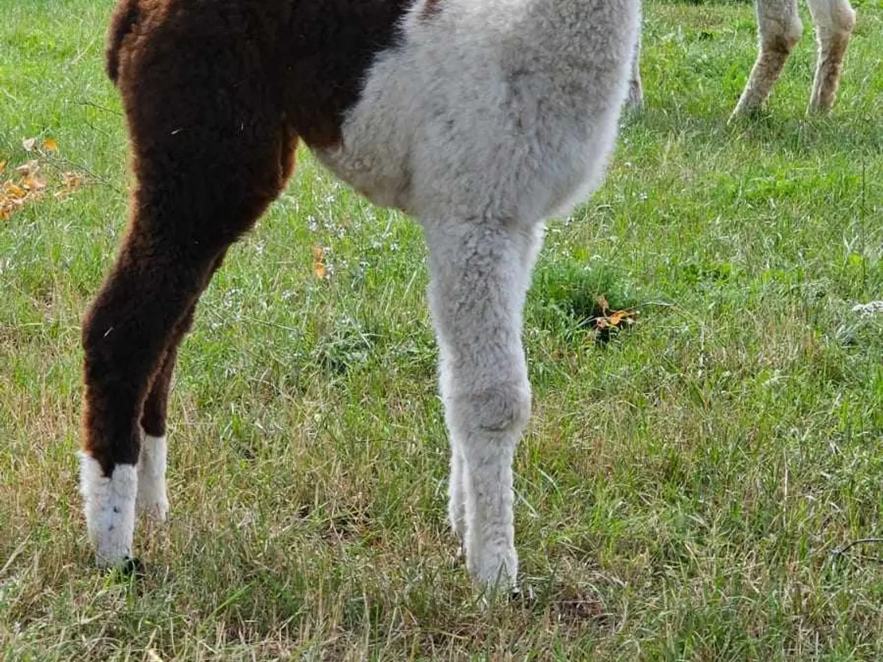 Billede 8 - Alpaca, 2 stk. 4.000 - 6.000