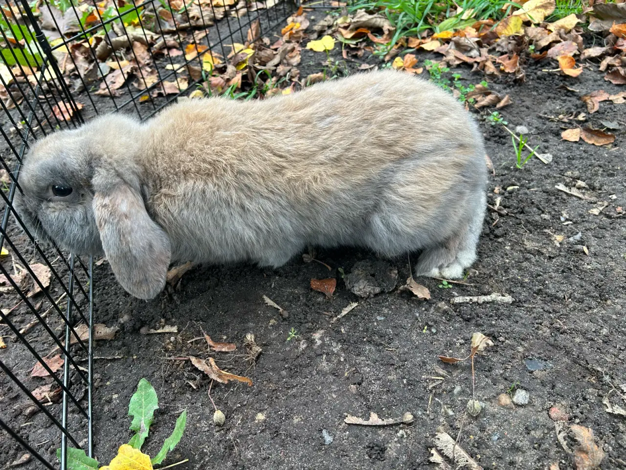 Billede 2 - Bumle søger nyt hjem🐰
