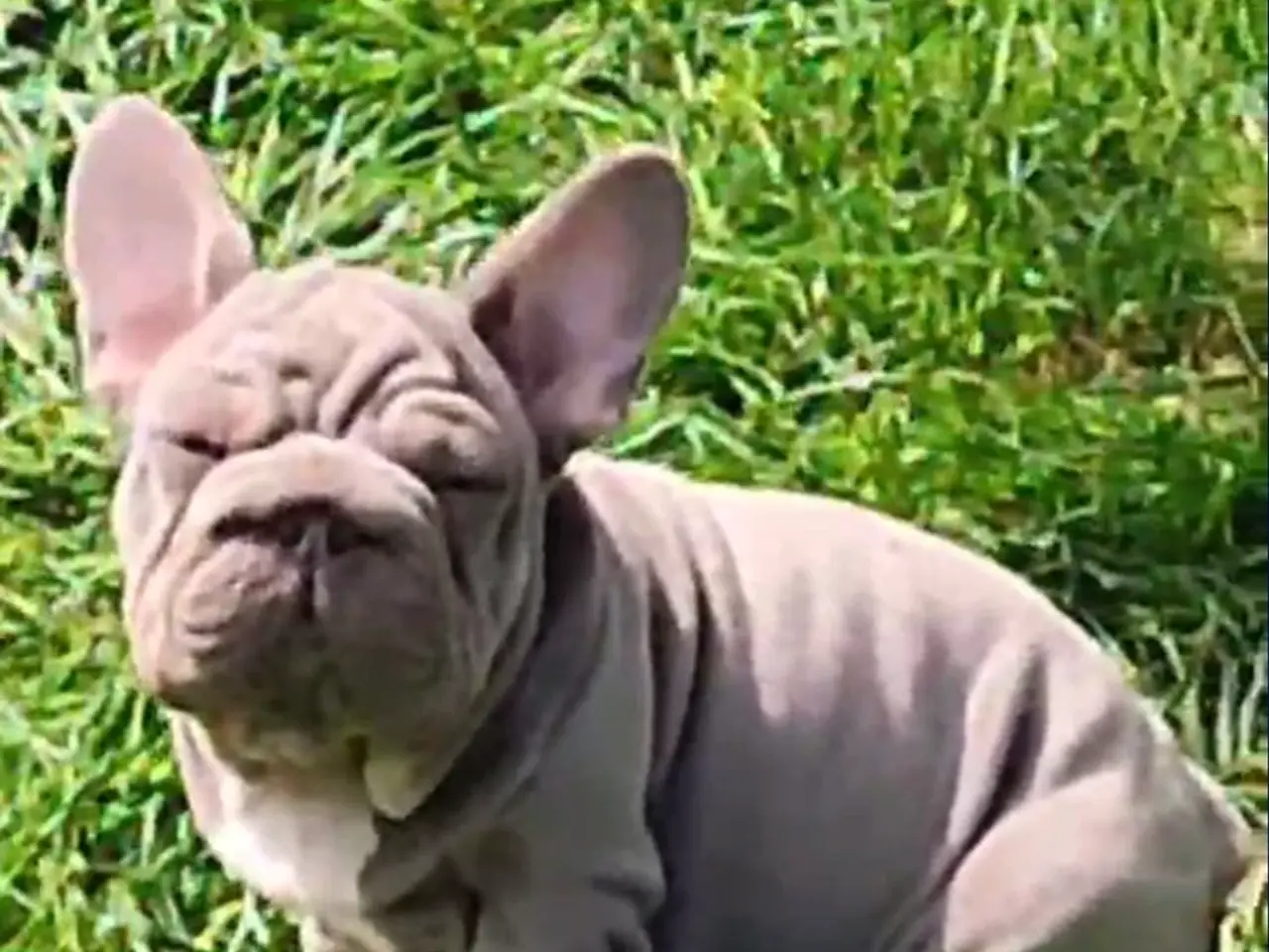Billede 6 - Fransk Velvet bulldog dreng.