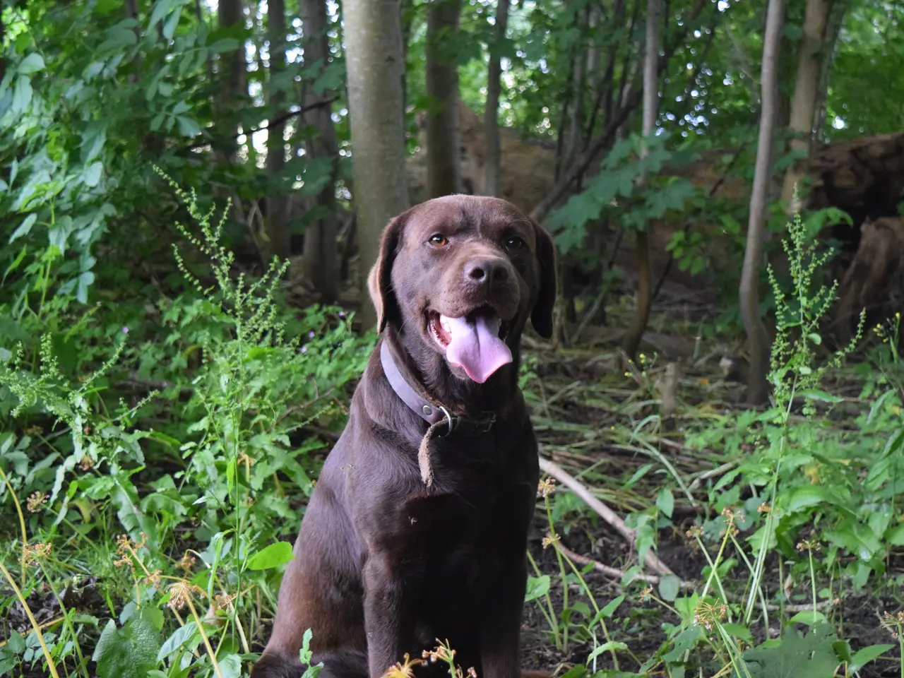 Billede 13 - Brune Labrador-hvalpe med DKK-stamtavle 🐶