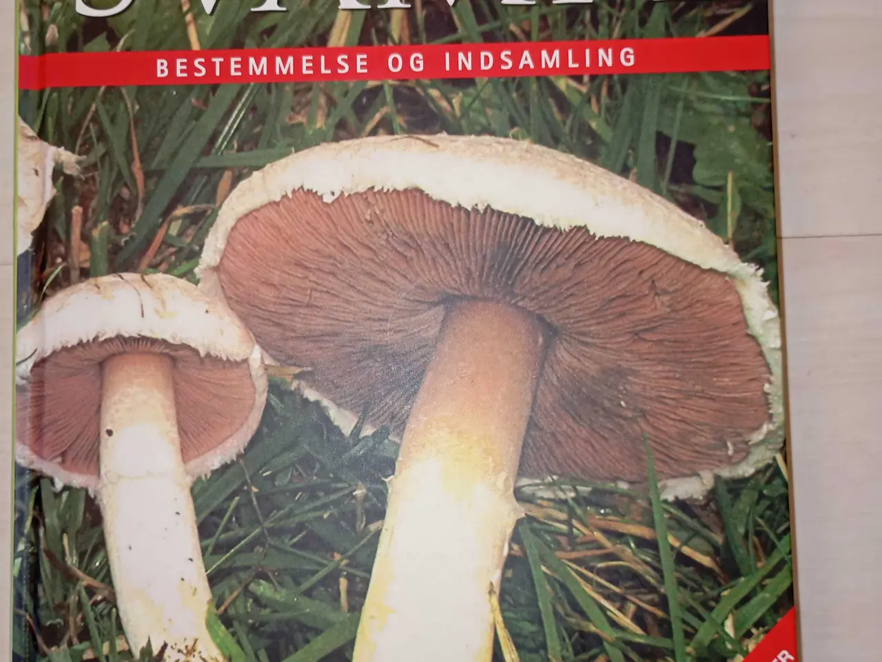 Billede 1 - Svampe - bestemmelse og indsamling 