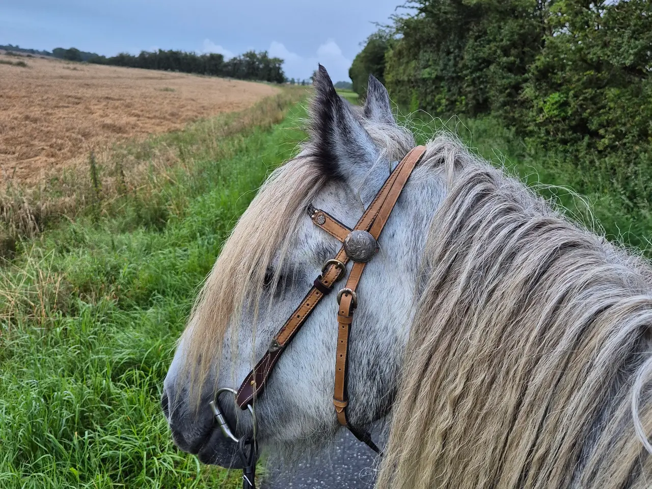 Billede 3 - Fellpony dreng 