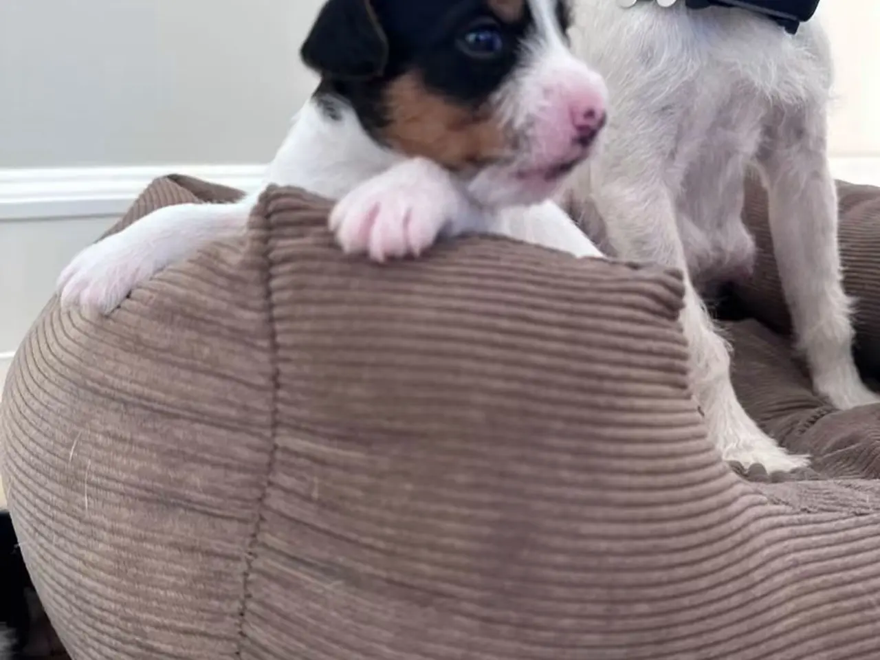 Billede 7 - Jack Russell Hvalpe sælges