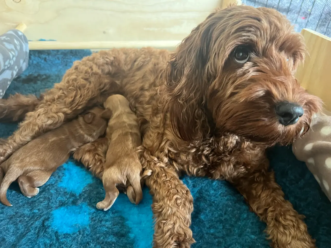 Billede 1 - Cavapoo / havapoo